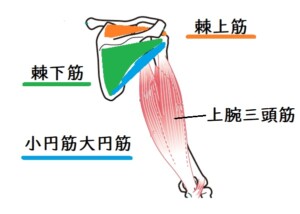 肩の筋肉