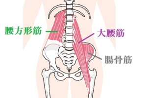 腰部の筋肉