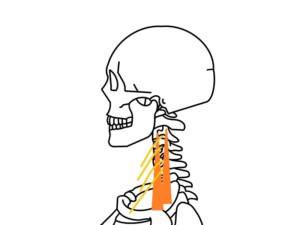 頸部の神経と筋肉