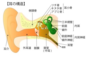 耳の構造図