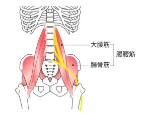 外側大腿皮神経の走行