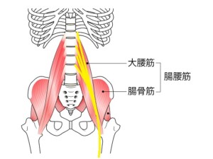 大腿神経の走行