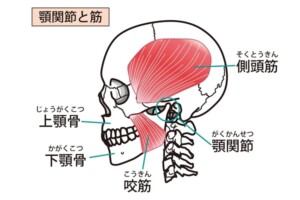 側頭部の図