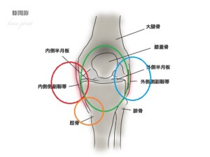膝の痛む位置