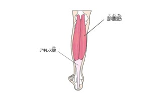 アキレス腱の構造