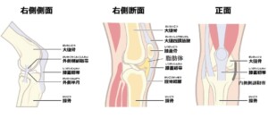 膝の構造