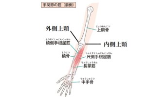腕の解剖