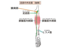 膝痛の原因