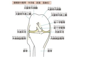 膝の構造図